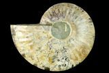 Cut & Polished Ammonite Fossil (Half) - Madagascar #166892-1